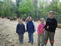 Les enfants avec les sangliers